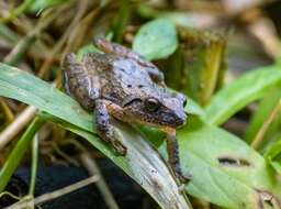 Image of Banded Robber Frog