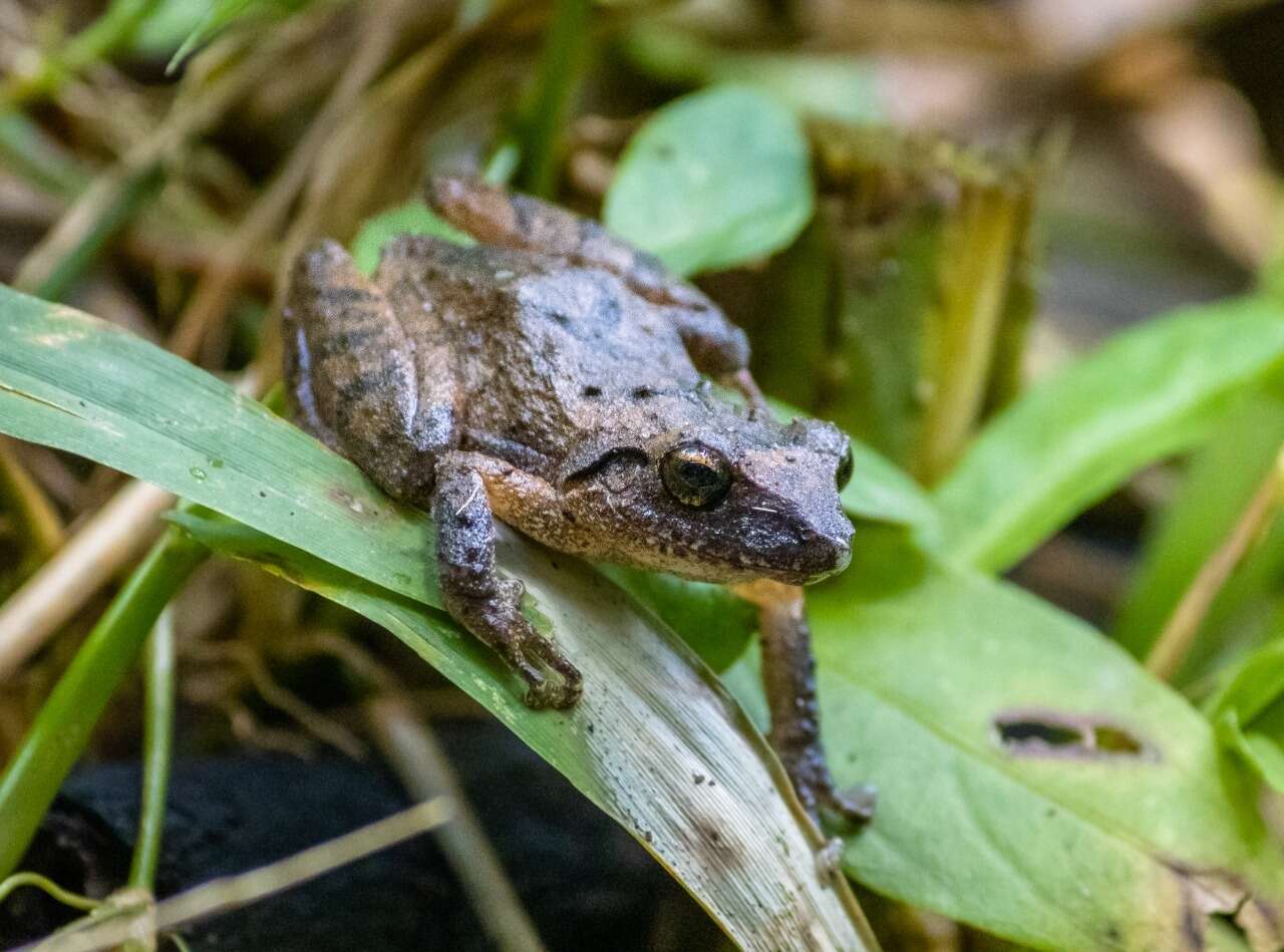 Image of Banded Robber Frog