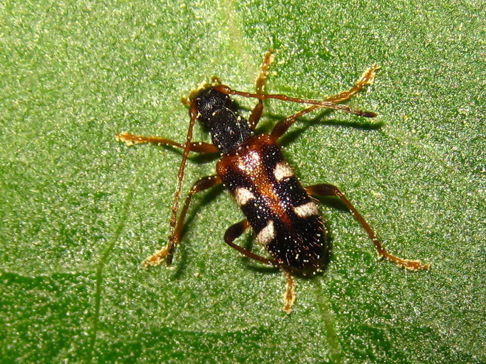 Image of Pidonia (Omphalodera) puziloi (Solsky 1872)