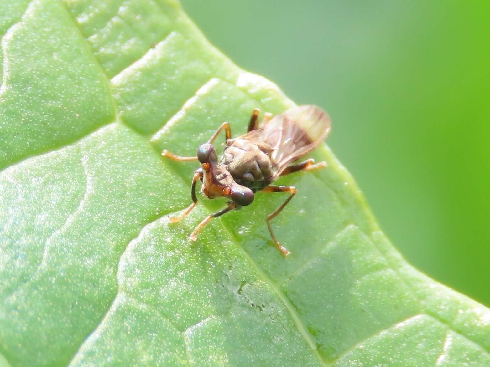 Plancia ëd Sphyracephala brevicornis (Say 1817)