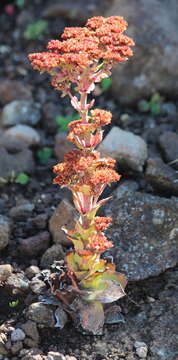 Image of Crassula natalensis Schönl.