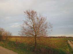 Image of Small-leaved Elm