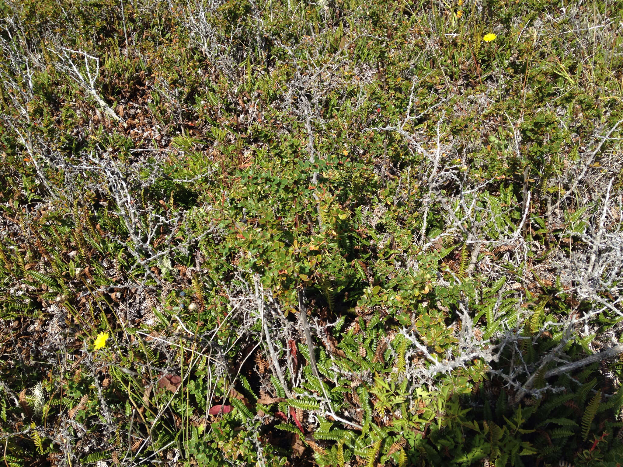 Слика од Berberis microphylla Forst.