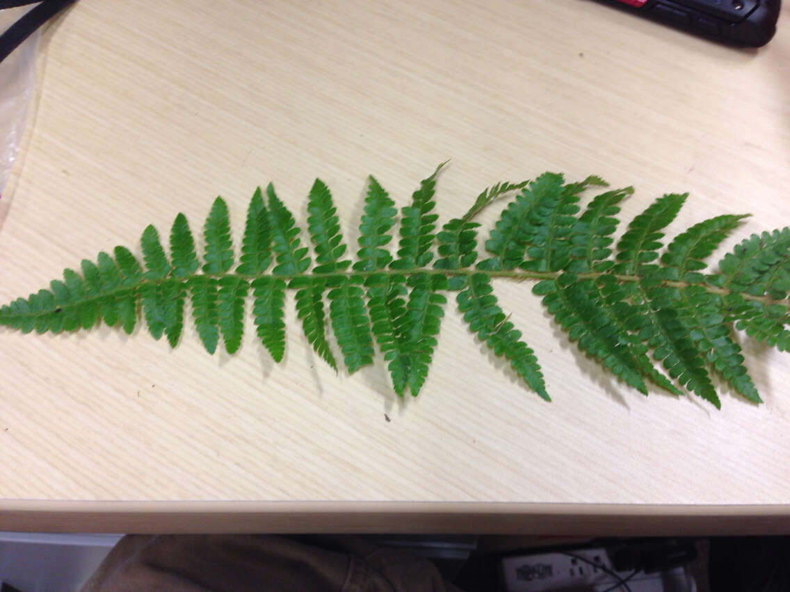 Image of hollyfern