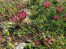 Image of Astragalus incanus subsp. nummularioides (Desf.) Maire