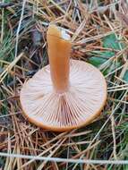 Слика од Lactarius aurantiacus (Pers.) Gray 1821