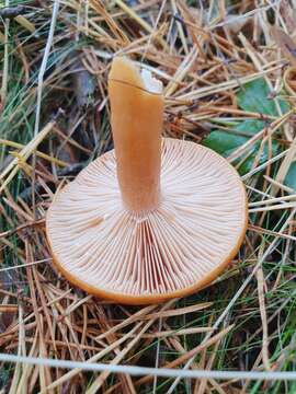 Image of Lactarius aurantiacus (Pers.) Gray 1821