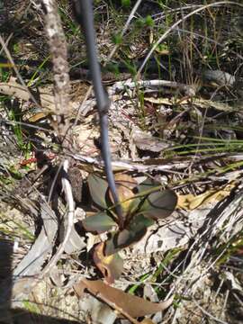 Image of Stylidium carnosum Benth.