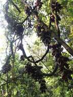 Imagem de Mucuna macrocarpa Wall.