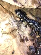 Image of Cumberland Plateau Salamander