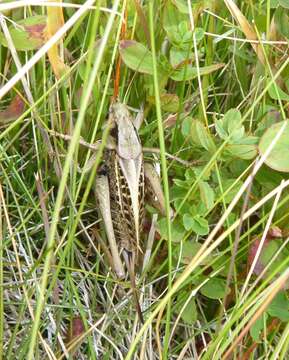 Imagem de Decticus verrucivorus verrucivorus (Linnaeus 1758)