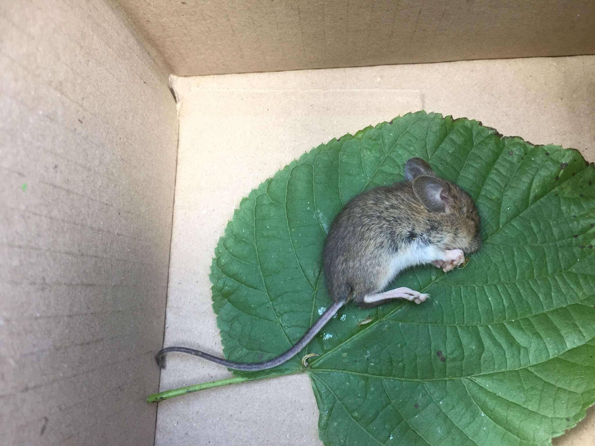 Image of Yellow-necked Field Mouse