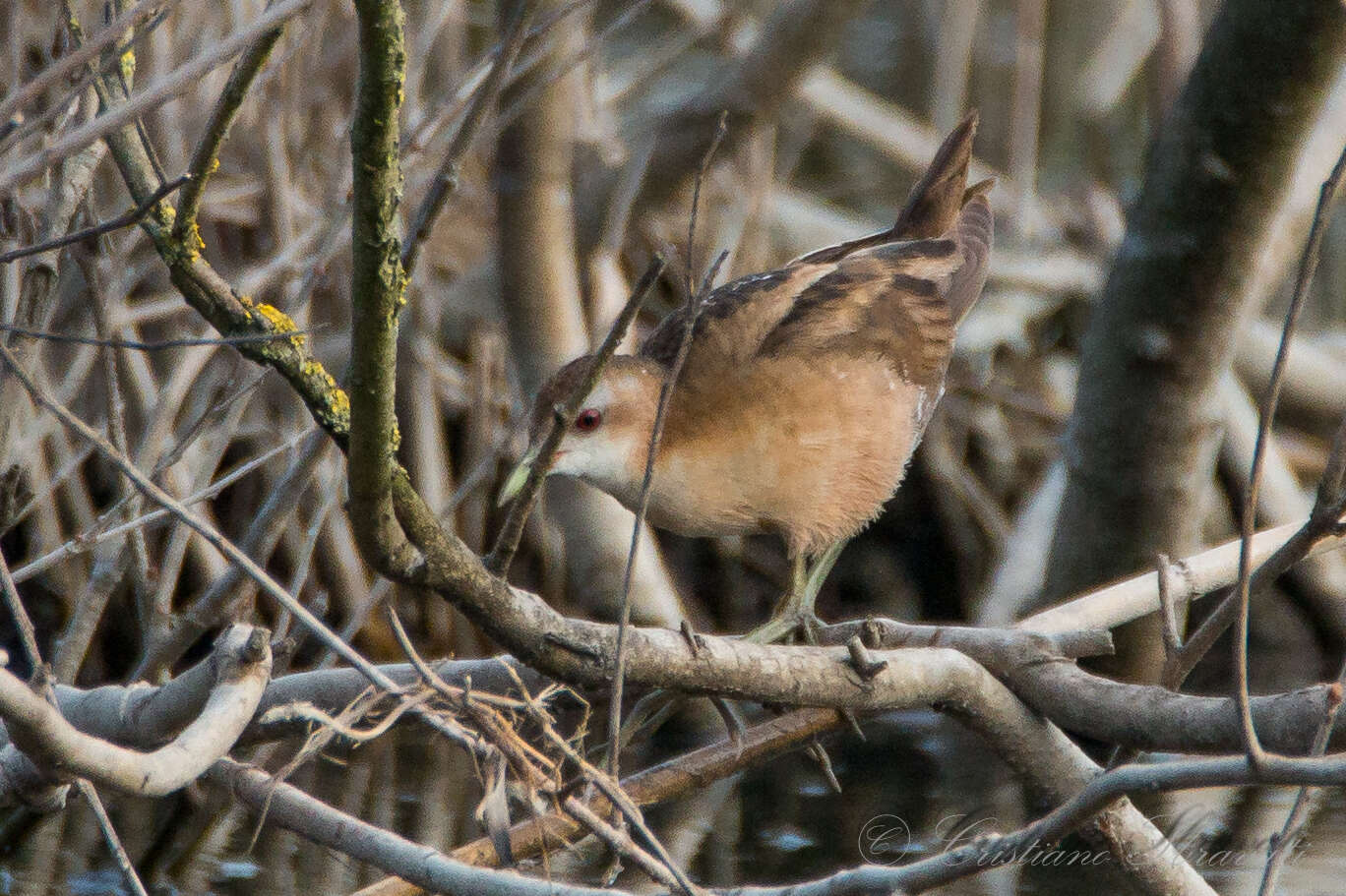 Image of Little Crake