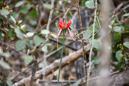 Image of Eucrosia bicolor Ker Gawl.