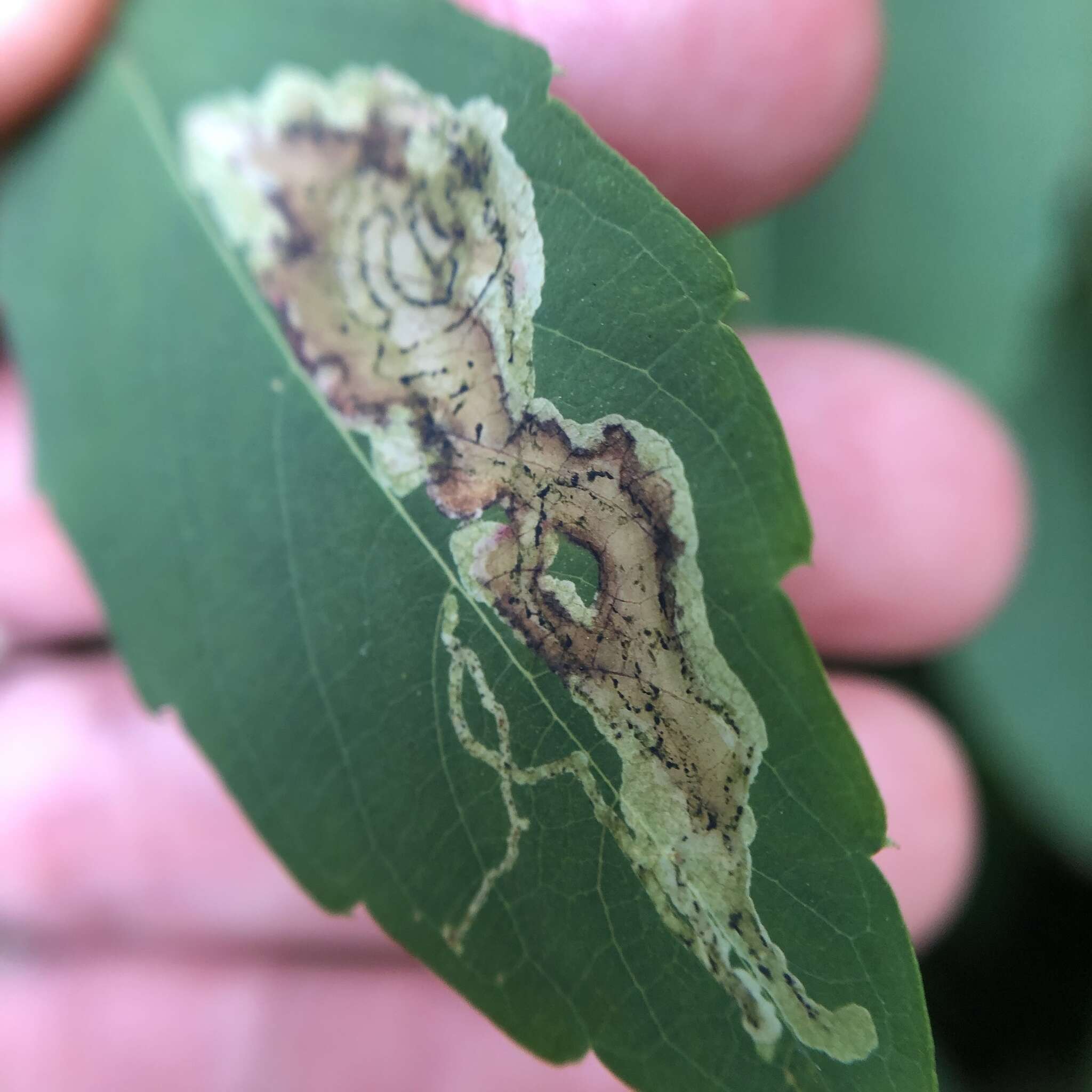 Image of Jewelweed Leafminer