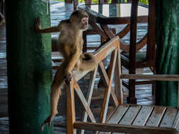 Image of Spix's white-fronted capuchin