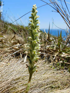 Imagem de Brachystele unilateralis (Poir.) Schltr.