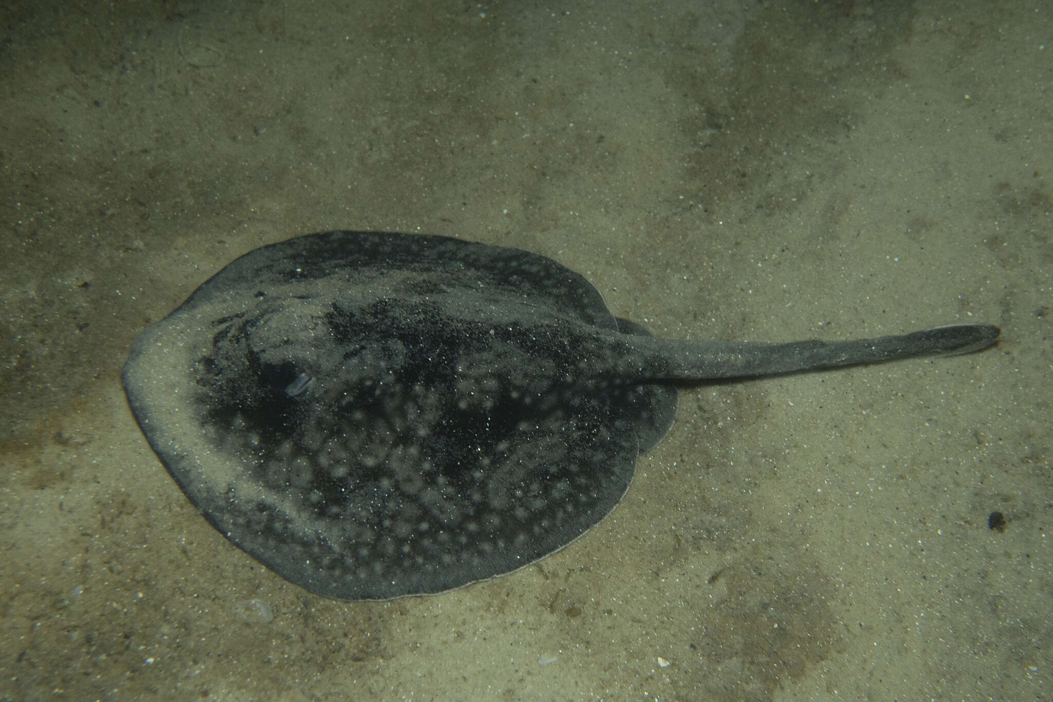 Image of Sinclair’s Stingaree