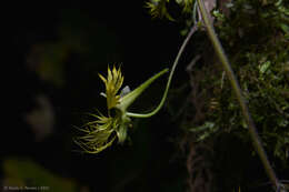 Image of Tropaeolum warmingianum Rohrb.