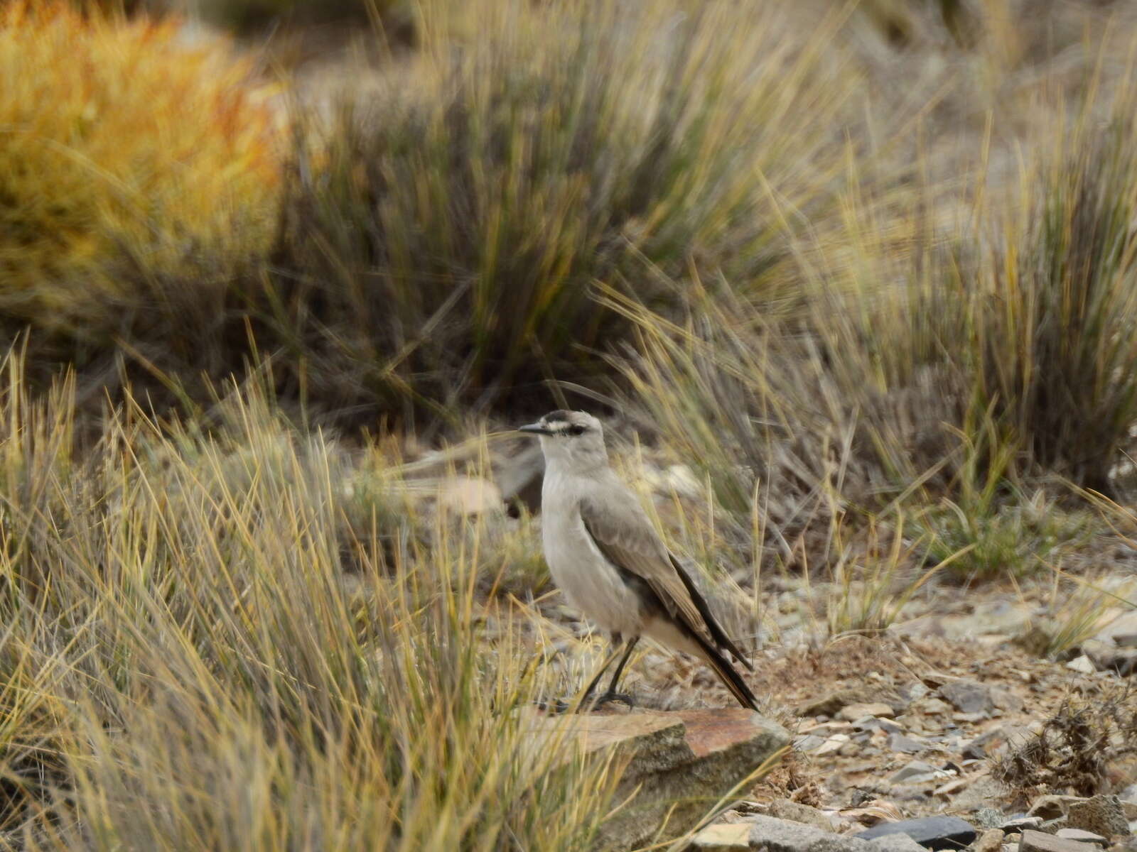 Image of Black-fronted Ground Tyrant