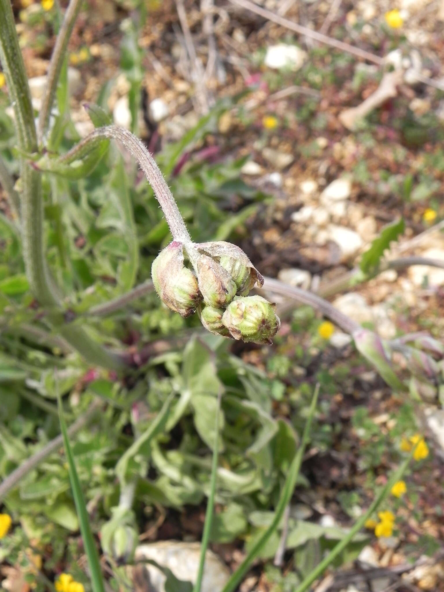 Image of beaked hawksbeard