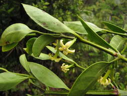 Image of Cyclophyllum fragrans (Schltr. & K. Krause) Mouly