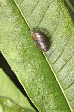 Image of amber snail