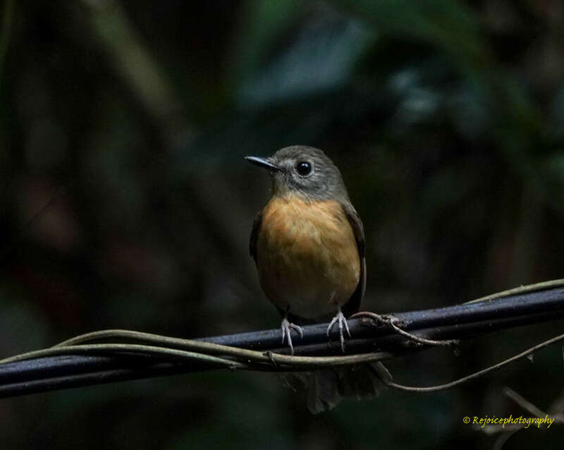 Image of Pale-chinned Blue Flycatcher