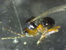 صورة Alloxysta victrix Westwood 1833