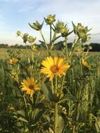 Image de Silphium integrifolium Michx.