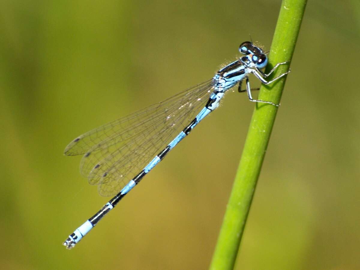 Image of Southern Damselfly