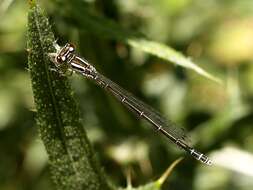 Image of Southern Damselfly