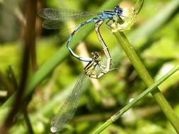 Image of Southern Damselfly