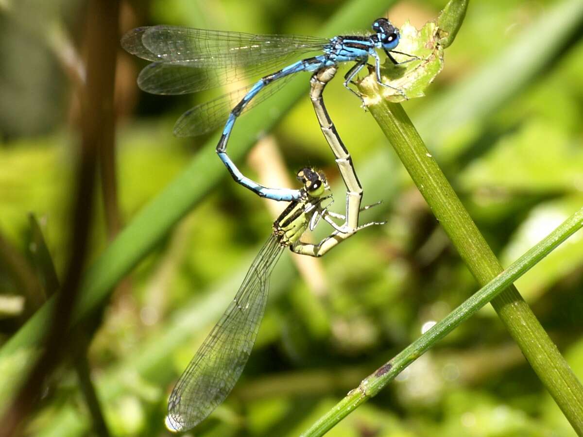 Image of Southern Damselfly