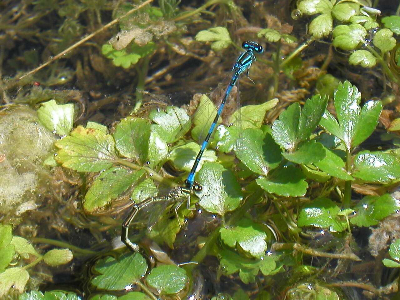 Image of Southern Damselfly