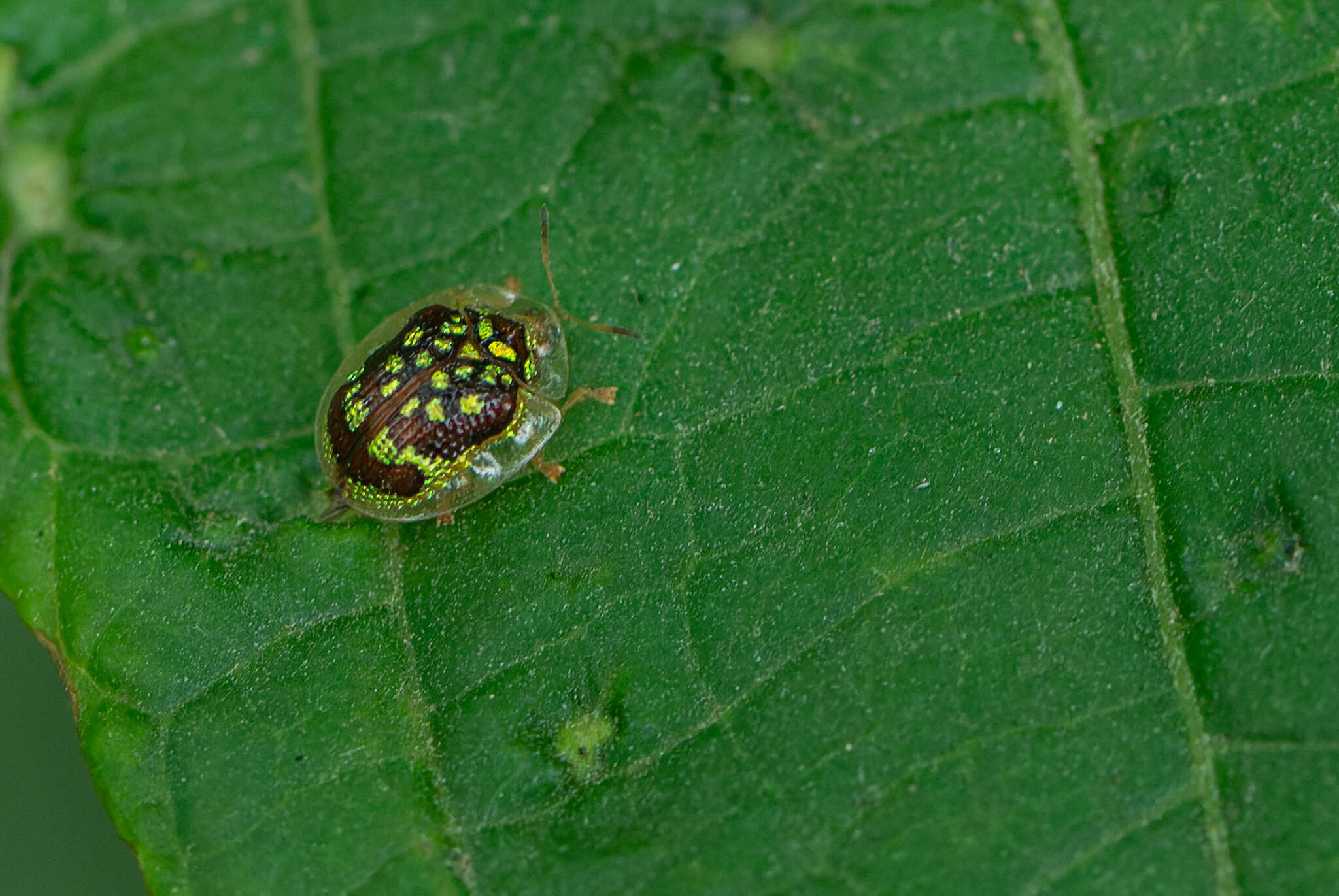 Microctenochira brasiliensis Swietojanska & Borowiec 1999的圖片