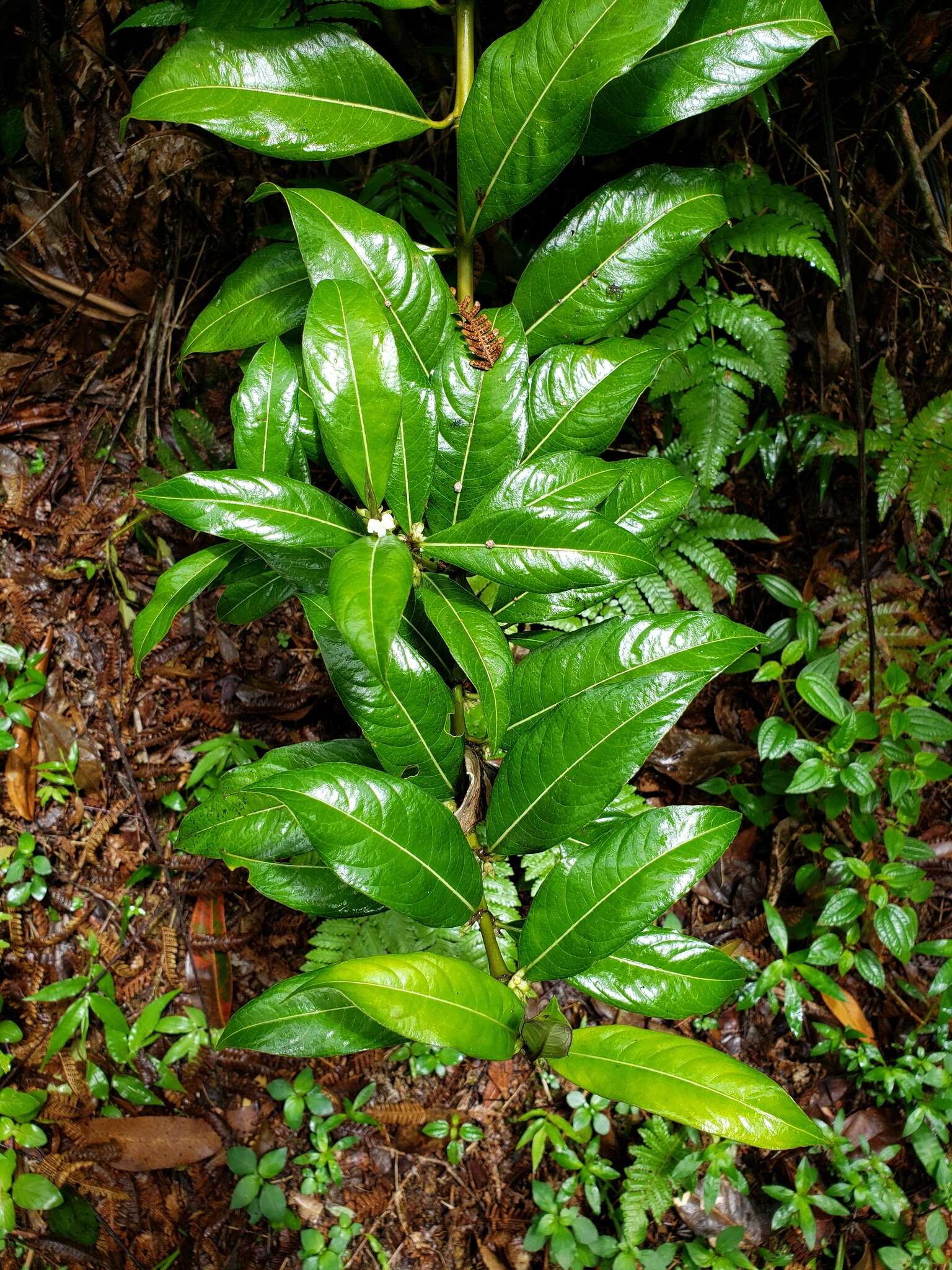 Lasianthus lanceolatus (Griseb.) Urb. resmi