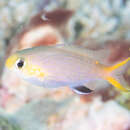 Pycnochromis acares (Randall & Swerdloff 1973)的圖片