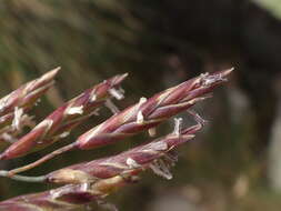 Image of Festuca varia Haenke