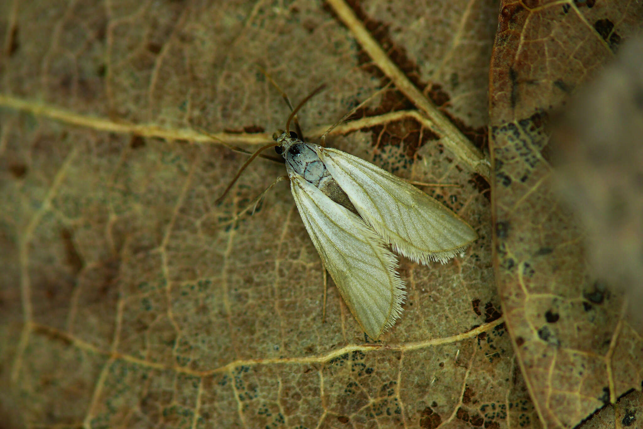 Image of Acentria ephemerella (Denis & Schiffermüller 1775)