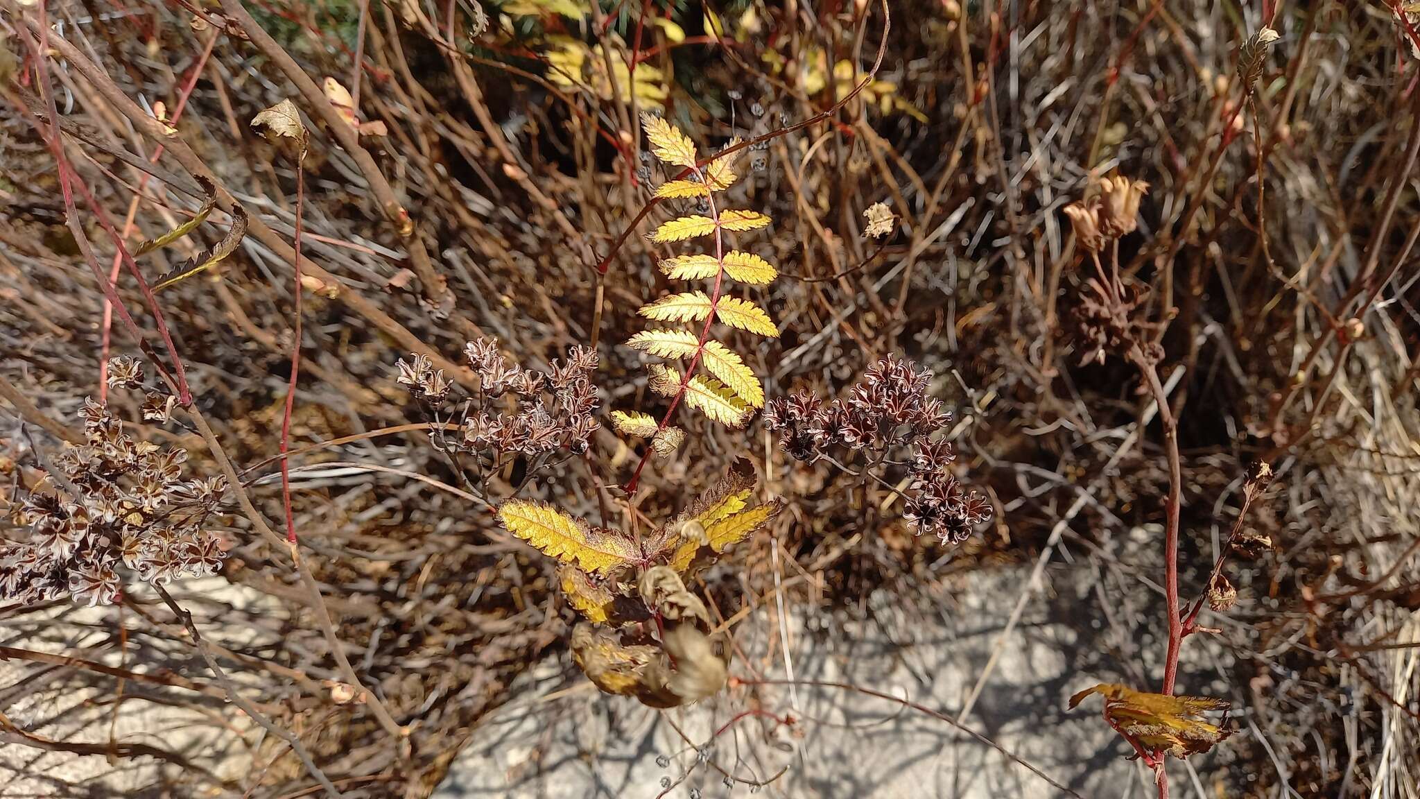 Sorbaria pallasii (G. Don) Pojark.的圖片