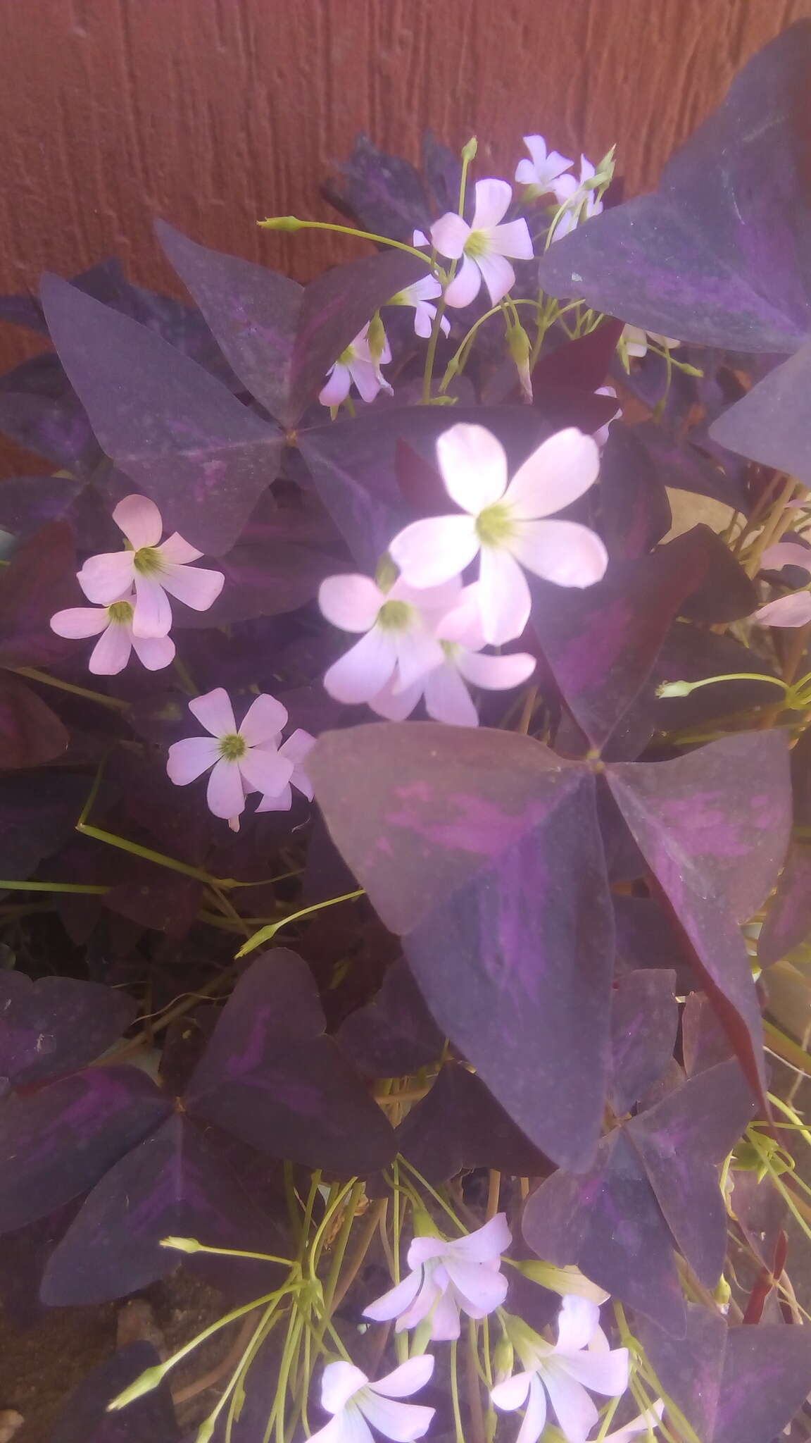 Image of Wood sorrel