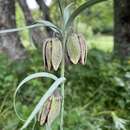 Слика од Fritillaria legionensis Llamas & J. Andrés