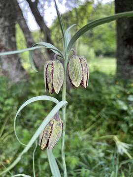 Слика од Fritillaria legionensis Llamas & J. Andrés