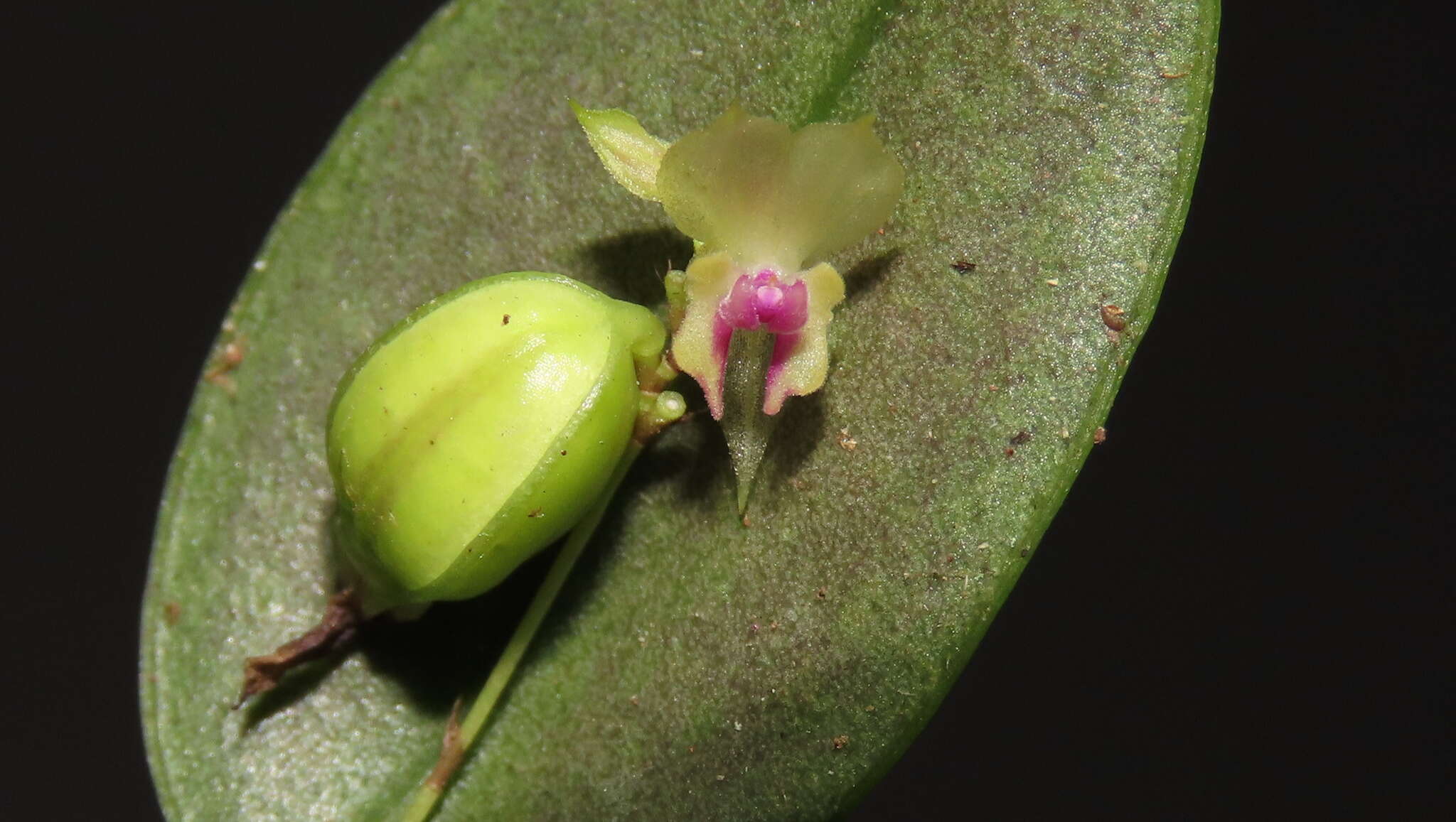 Image of Lepanthes dunstervilleorum Foldats