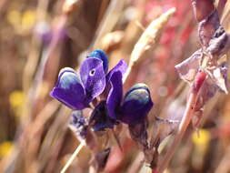 Image of Utricularia delphinioides Thorel ex Pellegr.