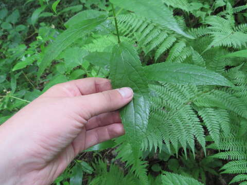 Image of Broad-Tooth Hedge-Nettle