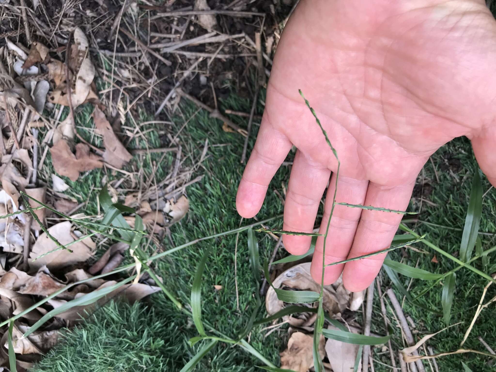 Image of Tropical Liverseed Grass