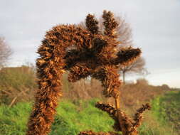 صورة Amaranthus retroflexus L.