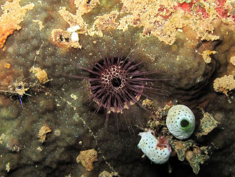 Image of Echinostrephus A. Agassiz 1863